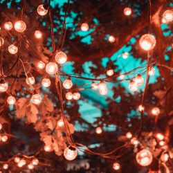 pexels-artem-saranin-1124960 (1)